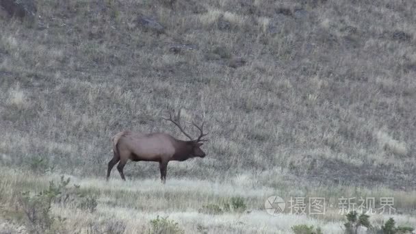 车辙麋鹿视频