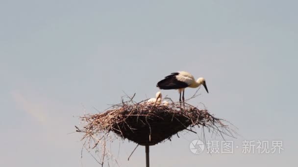 鹳正坐在一窝在一根柱子视频