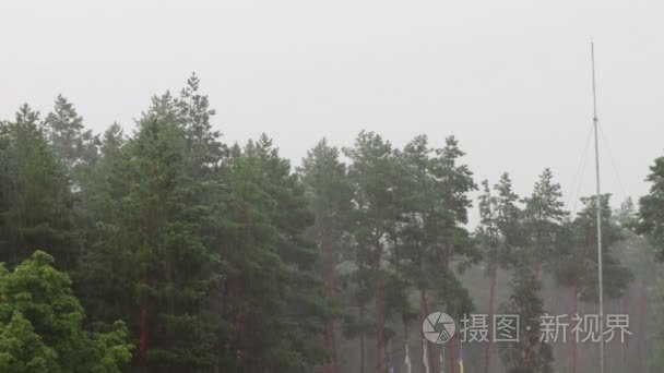 Rain on a background of trees.