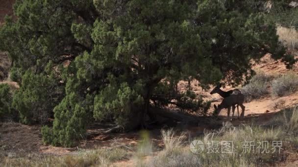 鹿在拱门国家公园在树荫下休息视频