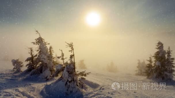 雪覆盖山区降雪与冷杉树视频