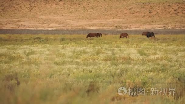 野马纪念碑国家公园附近视频