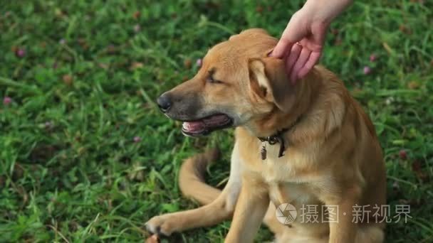 女手拍了拍狗的头短视频