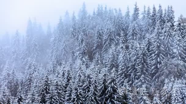 雪覆盖山区降雪与冷杉树视频