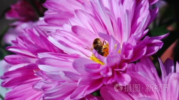 蜜蜂授粉粉红色菊花视频