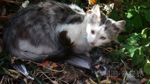 猫吃一只鸽子在草地上短视频
