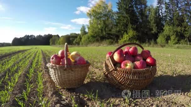 新鲜的苹果夏天结束农业场上的两个充分柳条篮。游戏中时光倒流 4 k