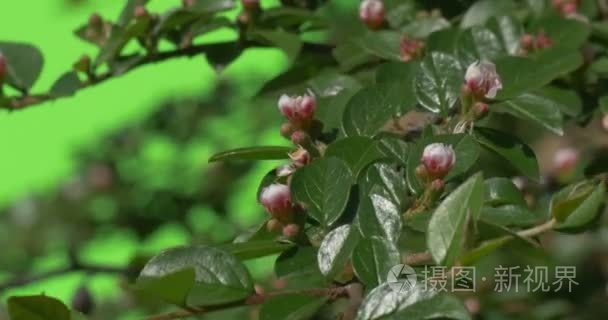 与未开封花芽绿色绿枝植物灌木草叶子花树的树枝上抠像绿色