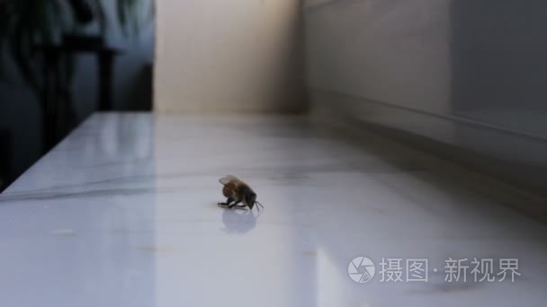 蜜蜂为生活而奋斗视频