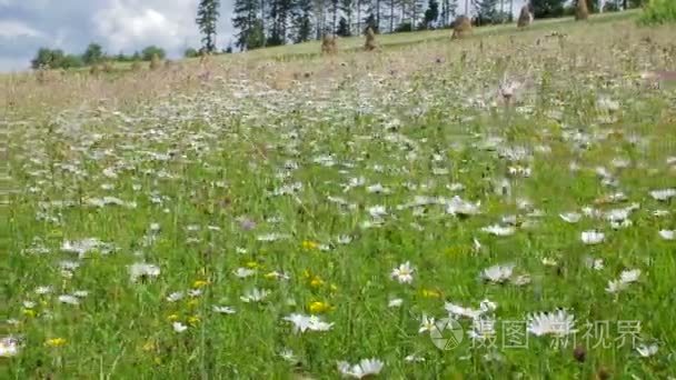 在风中摇曳的白色洋甘菊花视频