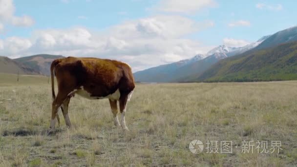 走在山间场的母牛视频