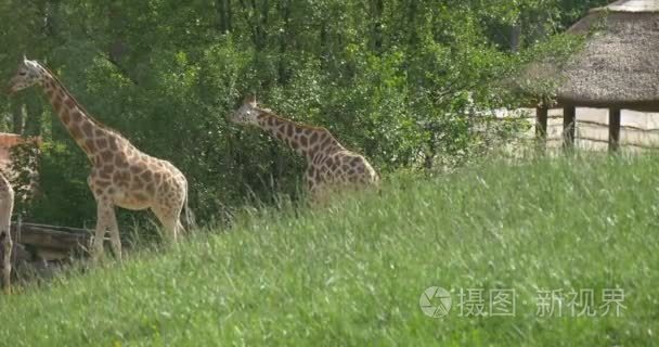 两只长颈鹿饲养在小山后面视频