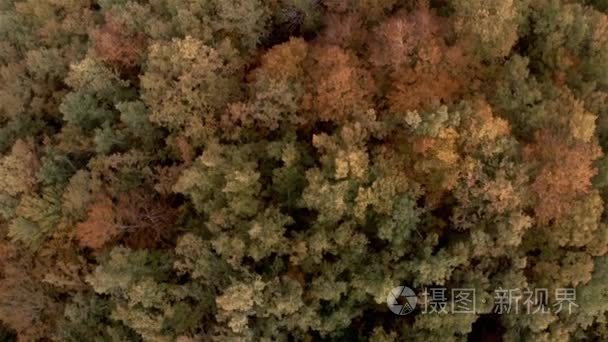 空中秋季森林鸟眼观视频