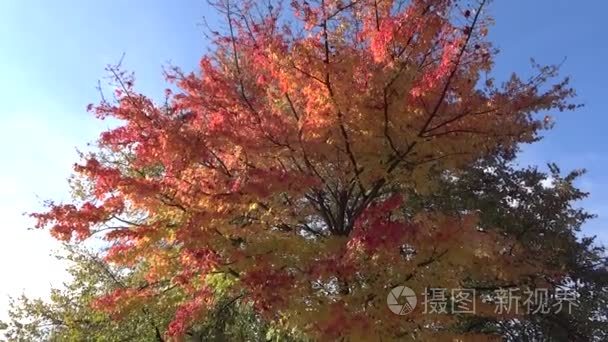 树木与色彩鲜艳的秋叶视频