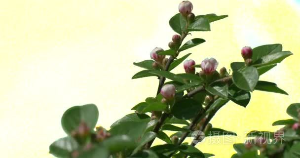 樱花植物花朵草枝视频
