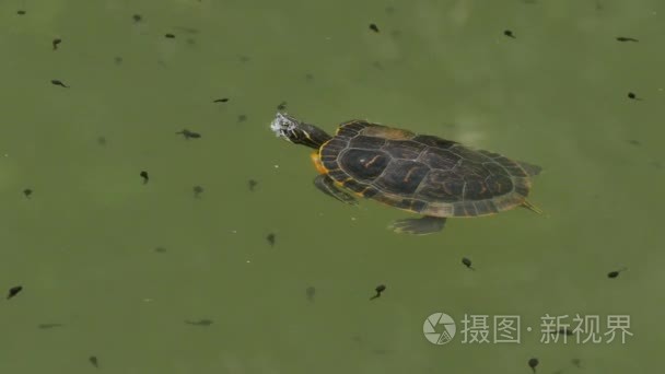 乌龟在池塘里游泳视频