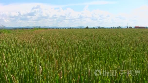 领域的农村水稻视频