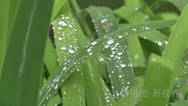 绿草与雨滴眼液