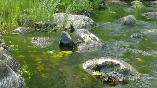 在小森林河里的石头上的青苔视频