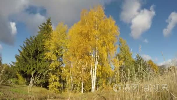 金色秋天的白桦林和风。游戏中时光倒流 4 k