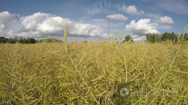 油菜收获后开花和云的时间字段。游戏中时光倒流 4 k