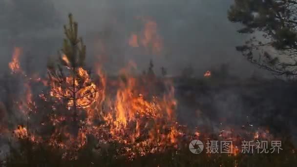 森林火灾与燃烧小松树视频