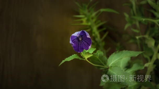 风铃栎开放他们的花朵视频