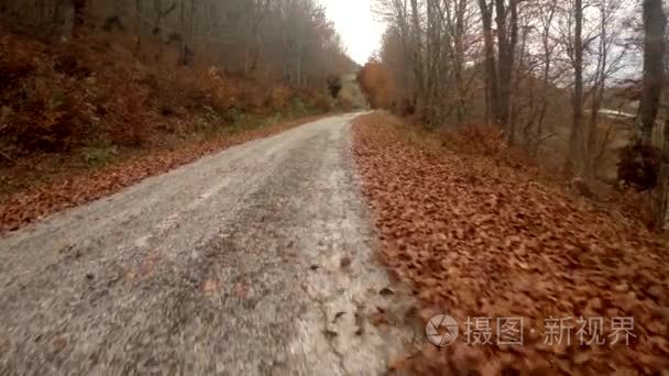 空中秋季森林以及道与树叶和风视频