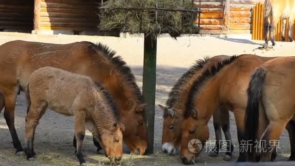 在农家院吃干草的棕色马视频