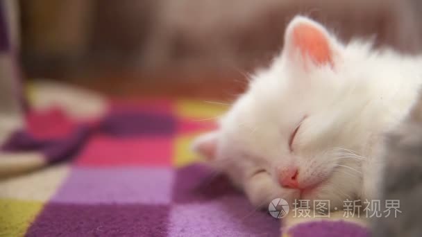 白色的小猫大脸躺睡在另一个的白色小猫