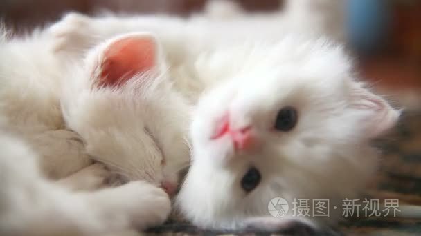 白两种小猫玩睡觉咬对方