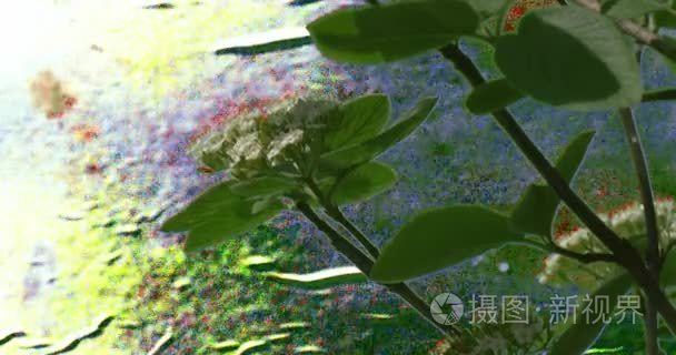 与白色的小花植物叶子的树枝视频