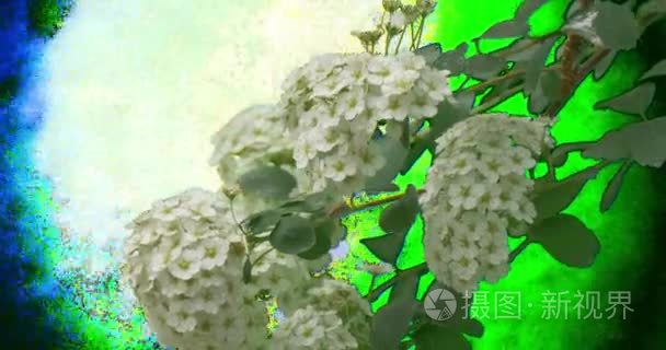 樱桃绿花植物树枝和树叶