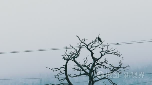 老乌鸦坐在一场大雪干松树视频