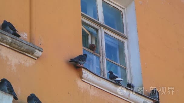 在窗户上的鸽子视频
