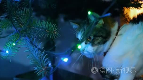 可爱的猫咪玩圣诞树上的装饰