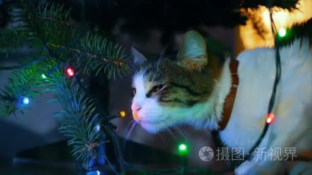 可爱的猫咪玩圣诞树上的装饰