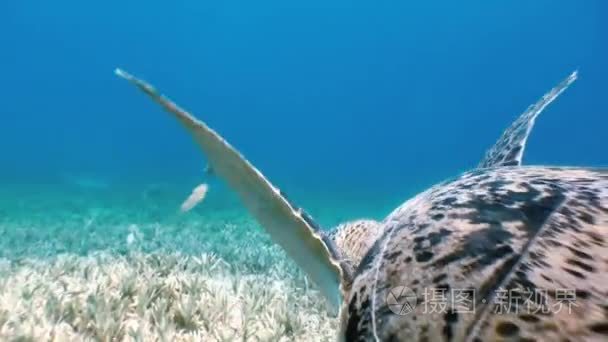 绿海龟游泳在海与鮣鱼鱼觅食视频
