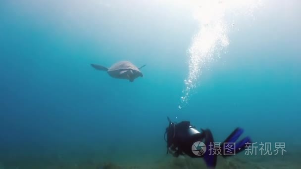 绿海龟游泳在海与鮣鱼鱼觅食视频