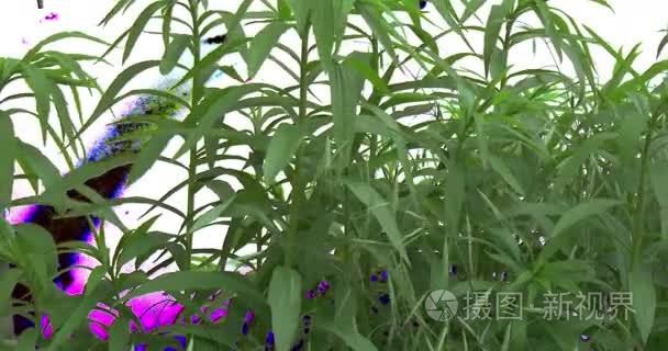 常绿灌木植物花朵草枝视频