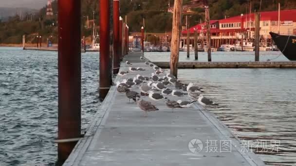 群海鸥在码头黄金海滩俄勒冈州视频