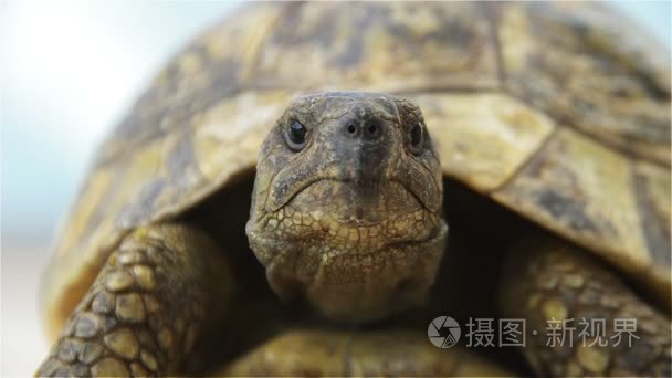 乌龟前面从低角度视频