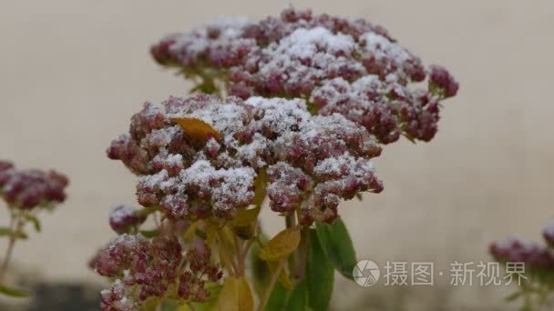 冷冻红花卉自然第一场雪落视频