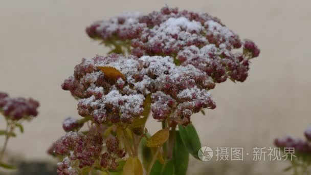 冷冻红花卉自然第一场雪落视频