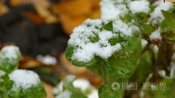 雪白色冰柱上草初冬一片绿叶视频