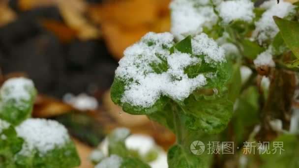 绿色叶草初冬的雪白色冰柱视频