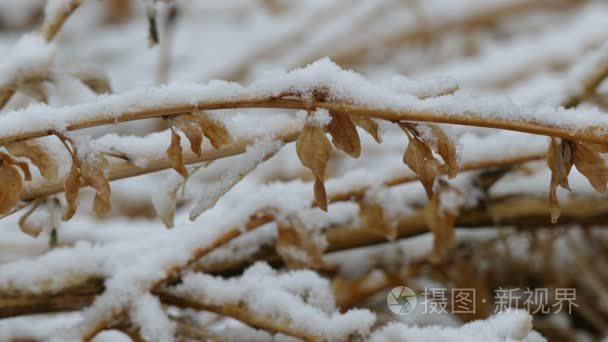 冬天雪干冻的草自然背景视频