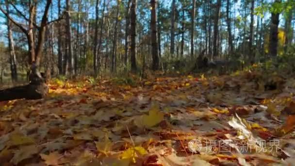 Yellow Foliage On The Ground In Autumn Park