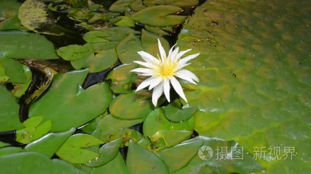 白莲花视频素材模板大全 新视界白莲花实拍视频素材库