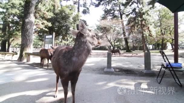 在奈良公园的鹿视频